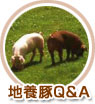 地養豚Q&A