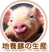 地養豚の生産